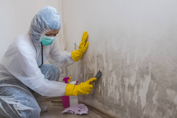 Best Industrial Mold Remediation in Chauvin, LA