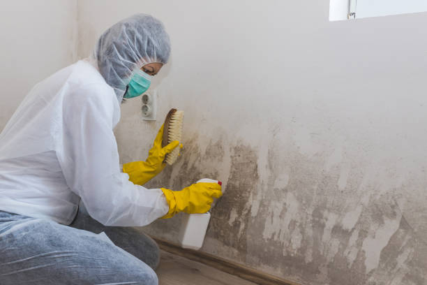 Trusted Chauvin, LA Mold Remediation Experts