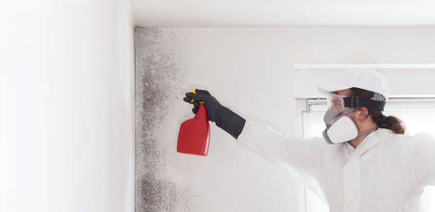 Best Bathroom Mold Remediation in Chauvin, LA