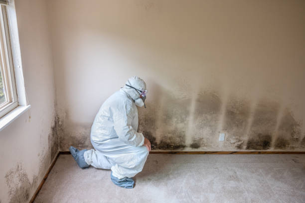 Best Crawl Space Mold Remediation in Chauvin, LA