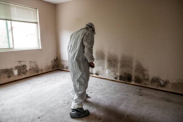Best Mold Testing and Inspection Services in Chauvin, LA